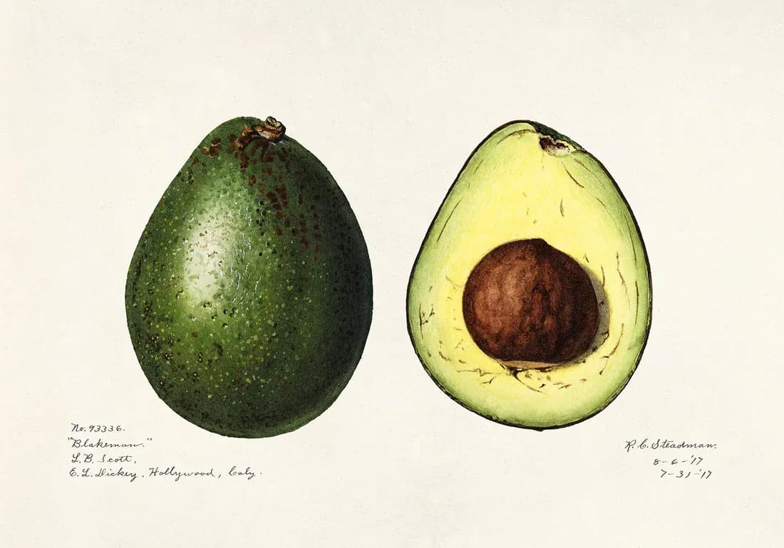 Avocado Persea — view 1