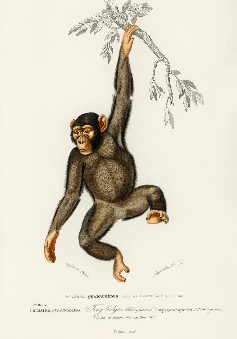 Chimpanse — view 1