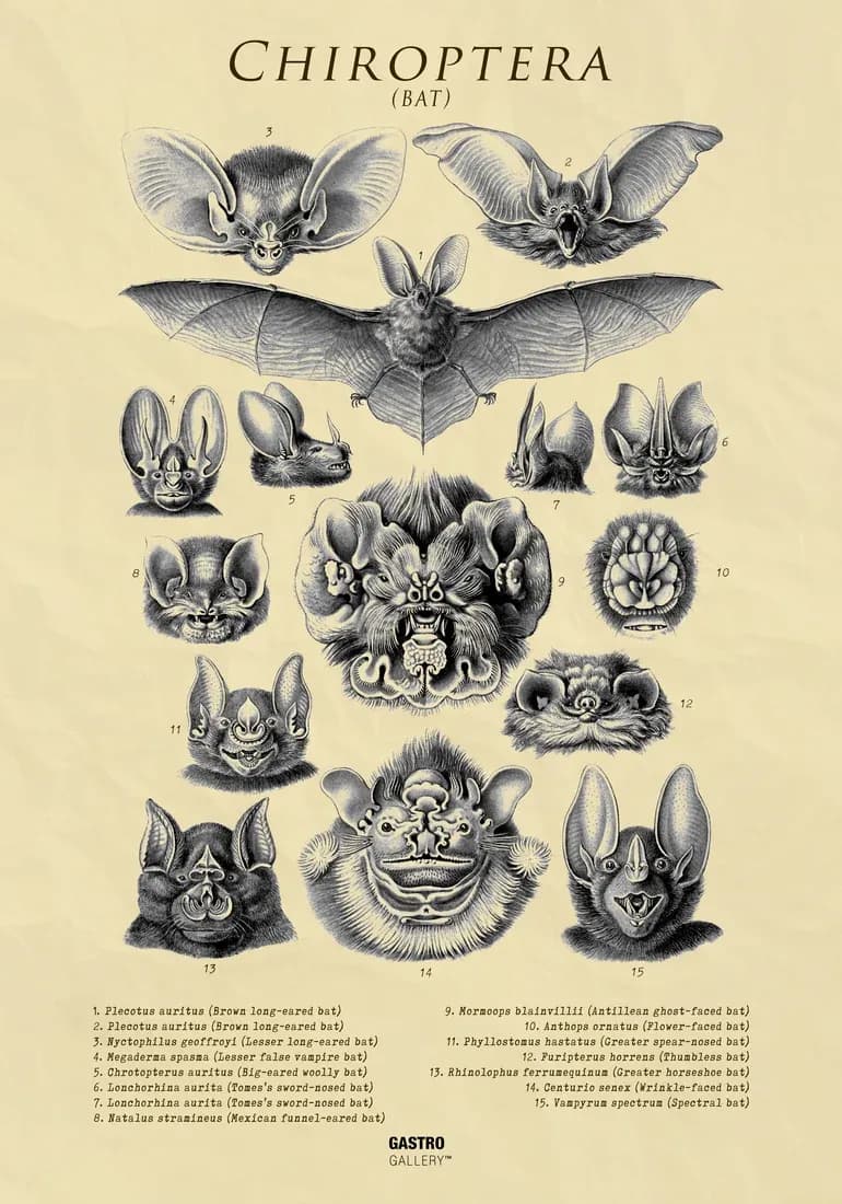 Chiroptera - Bat — view 1