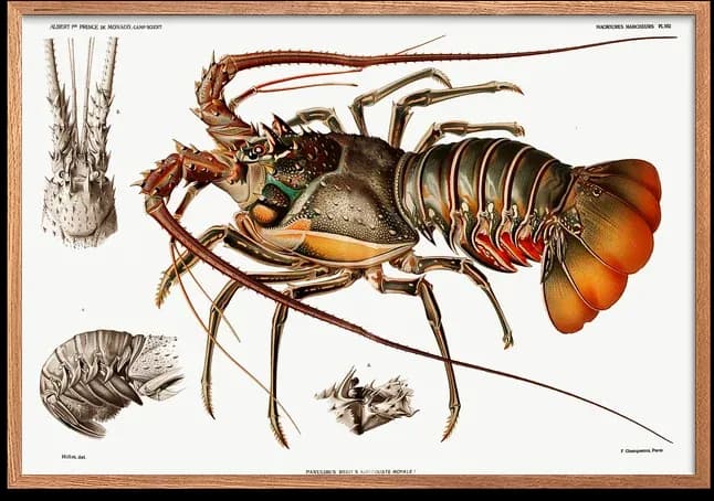 Langouste Royale