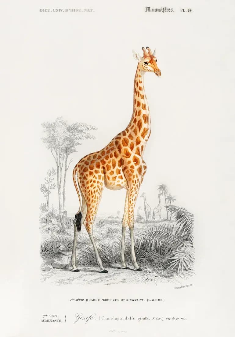 Giraffe — view 1