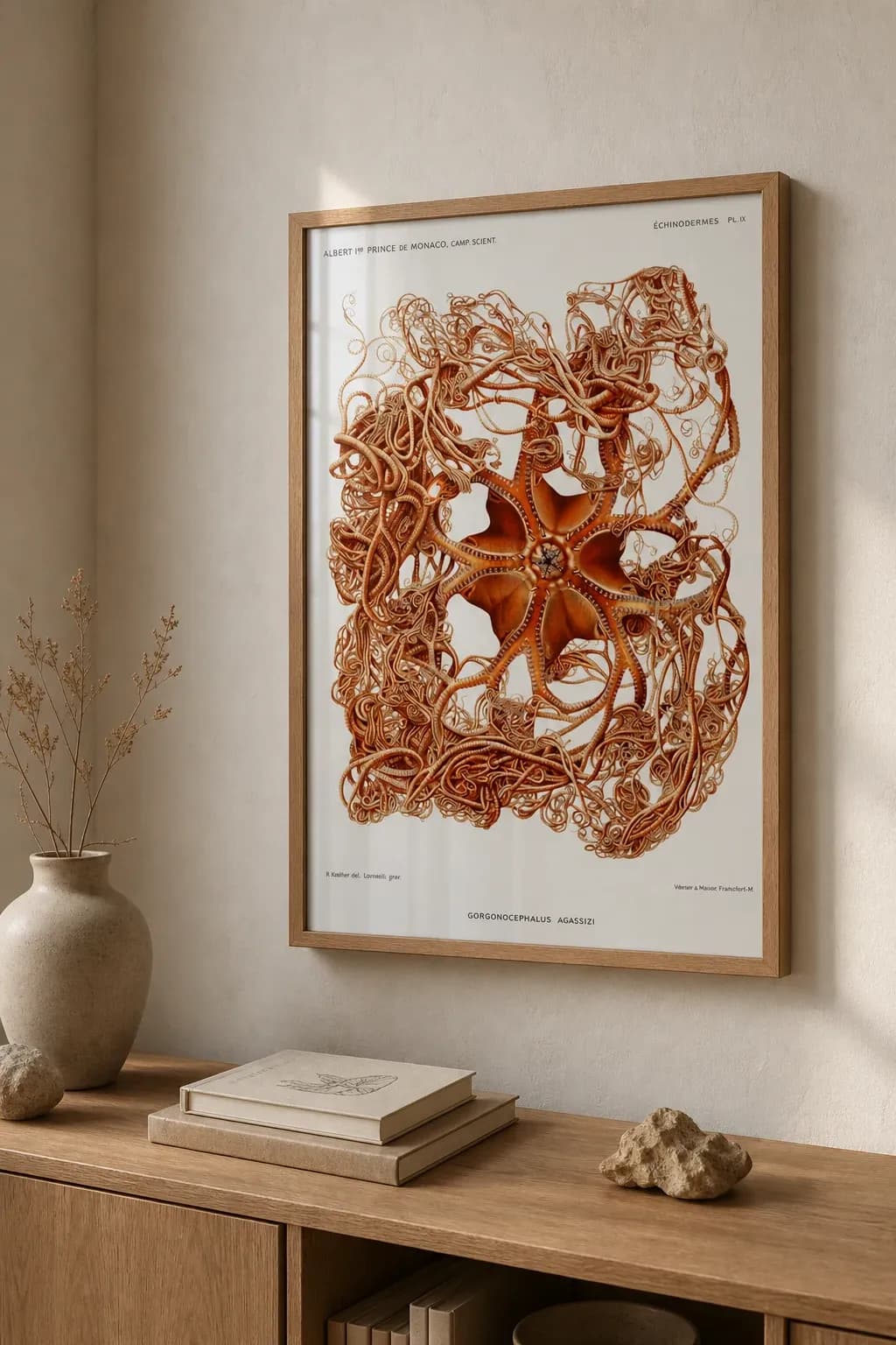 Gorgonocephalus — view 2
