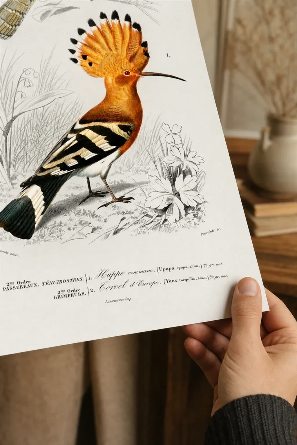 Hoopoe and Wryneck — framed on a wall