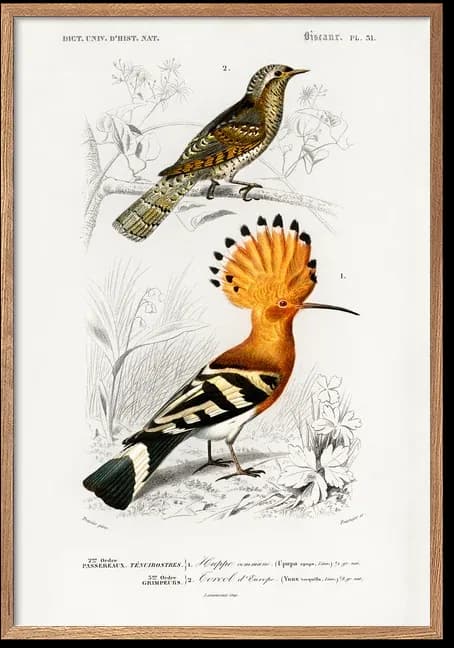 Hoopoe and Wryneck