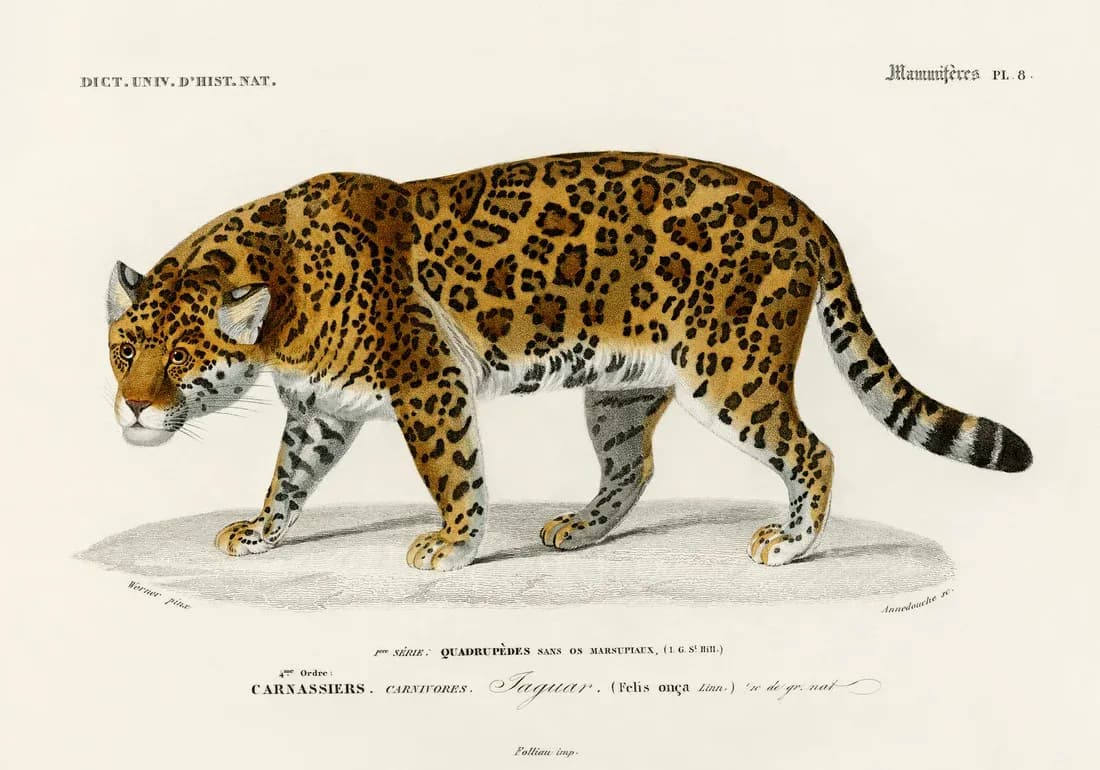 Jaguar — view 1