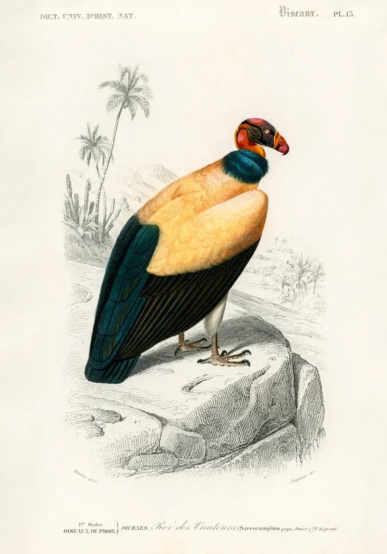 King Condor — view 1