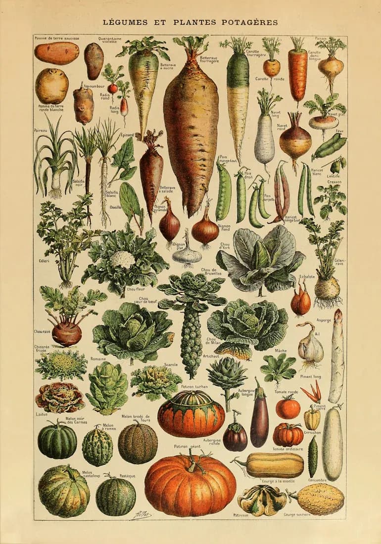 Legumes – Adolphe Millot — view 1