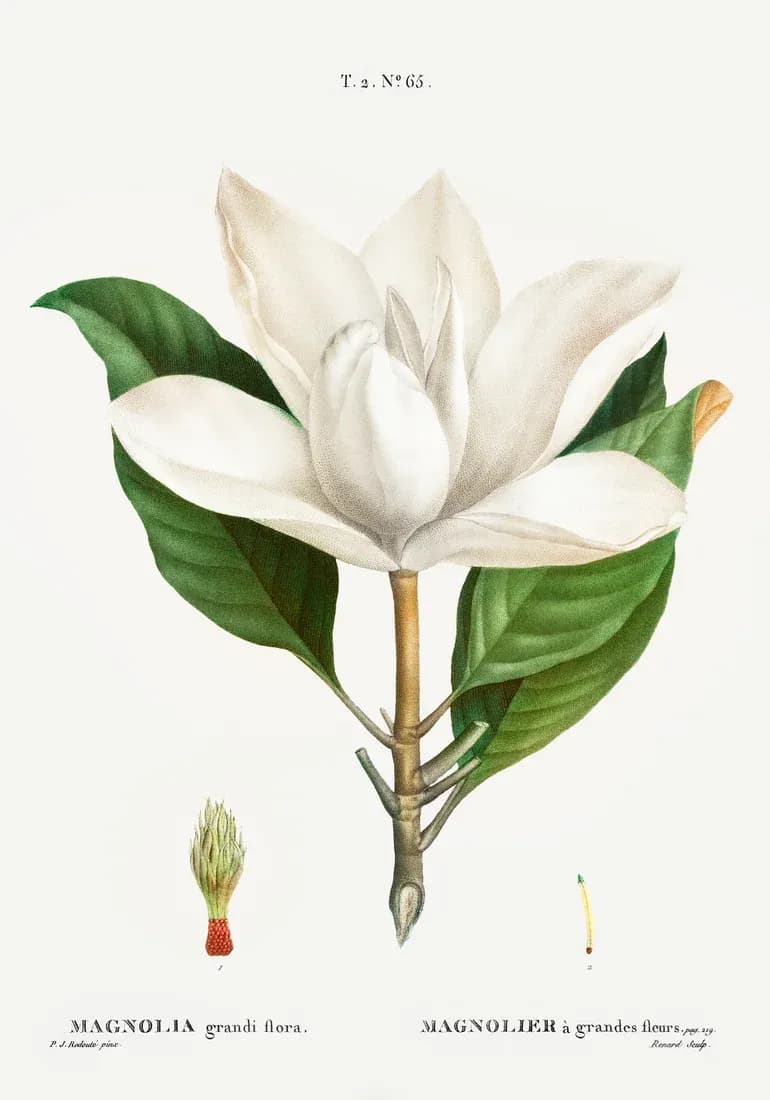 Magnolier — view 1