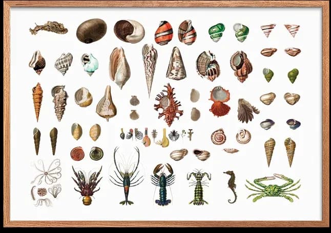 Shells and Sea Creatures