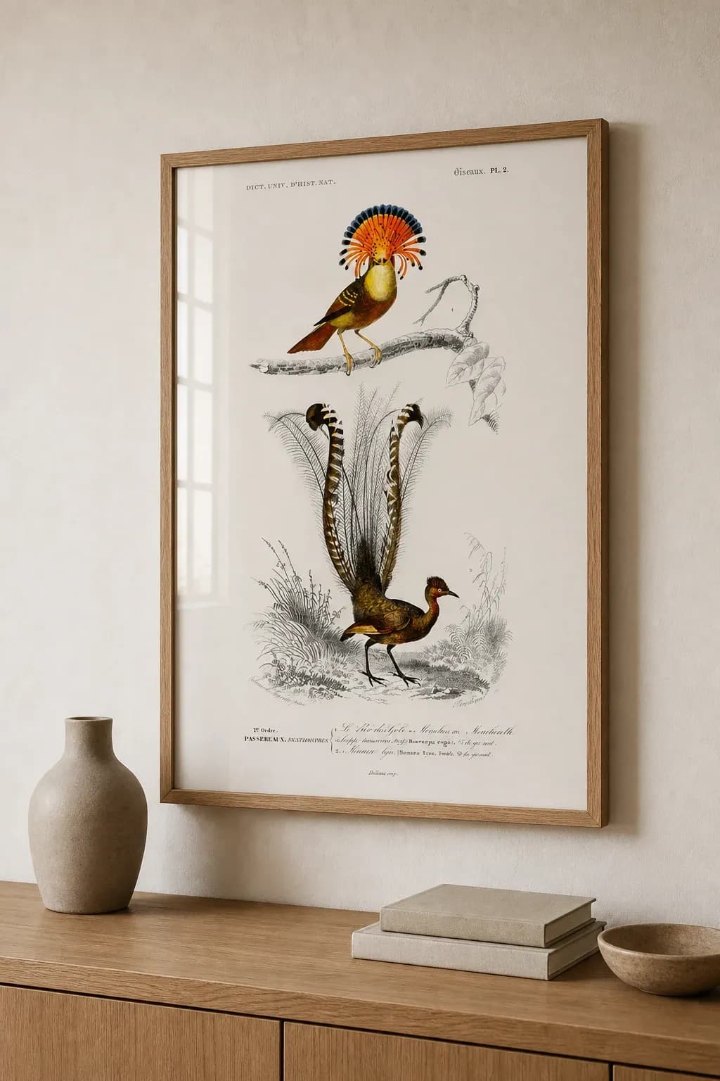 Muscicapa — view 2