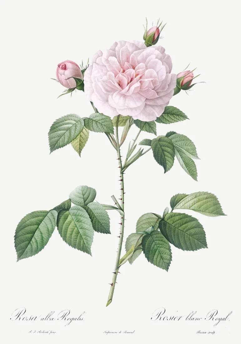 Rosier Blanc Royal — view 1