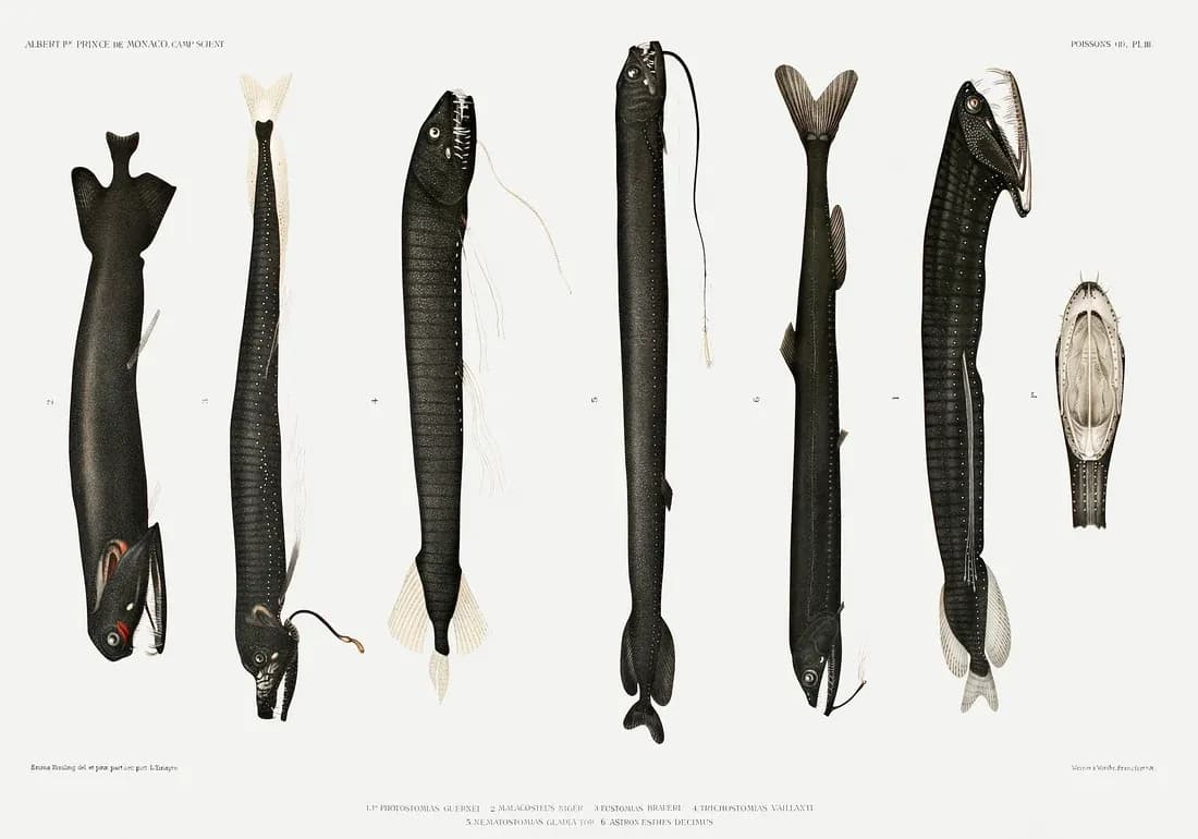 Stomiidae — view 1
