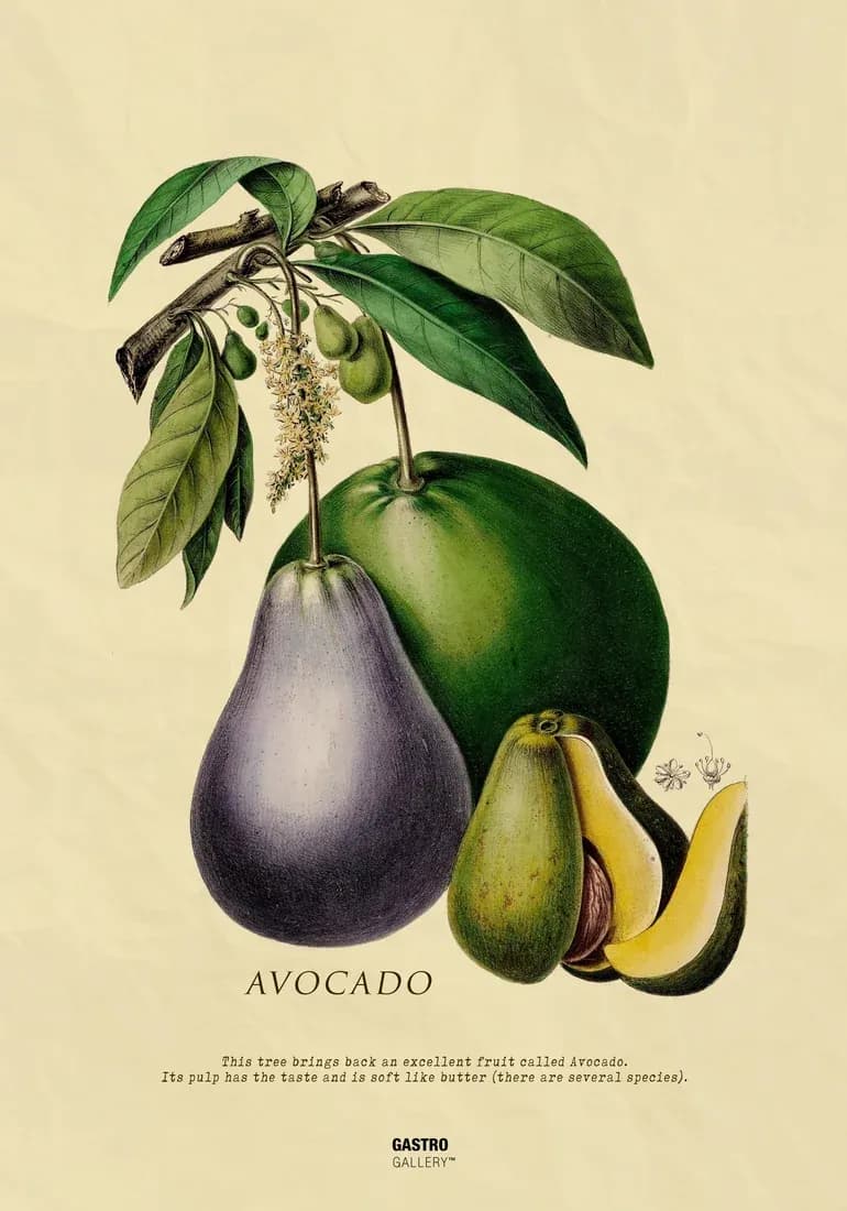 Avocado