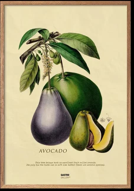 Avocado