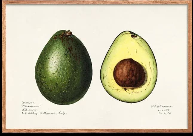 Avocado Persea