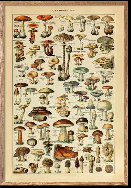 Champignon – Adolphe Millot