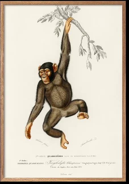 Chimpanse