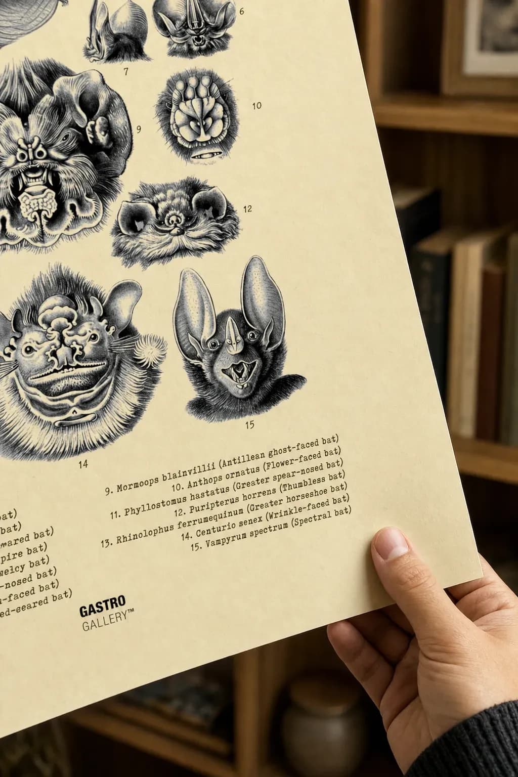 Chiroptera - Bat — framed on a wall