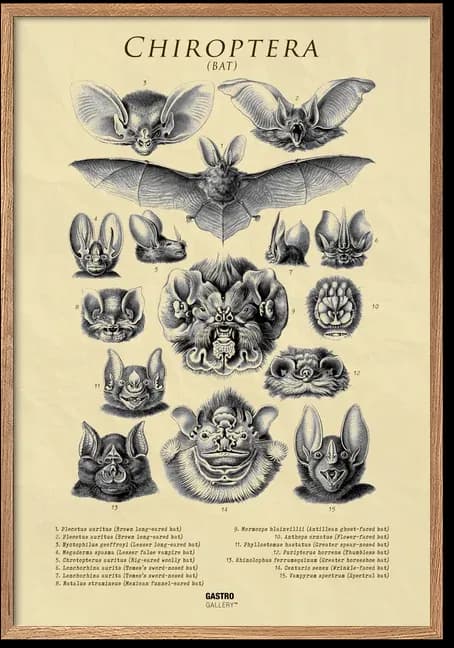Chiroptera - Bat