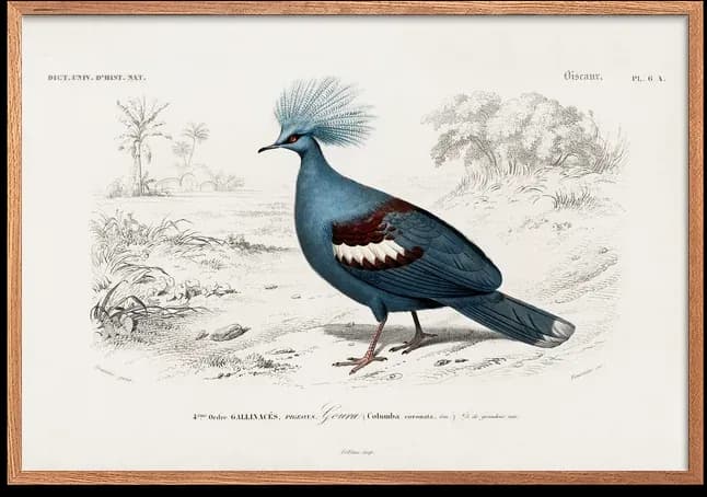 Columba Pigeon