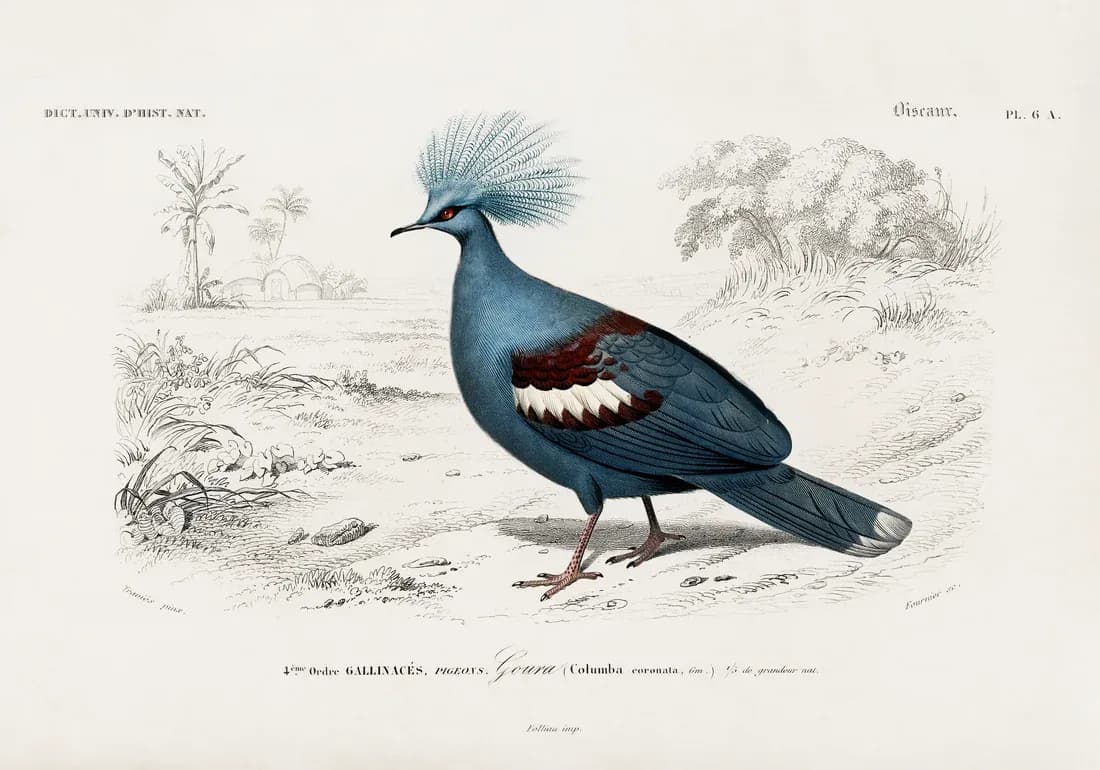 Columba Pigeon