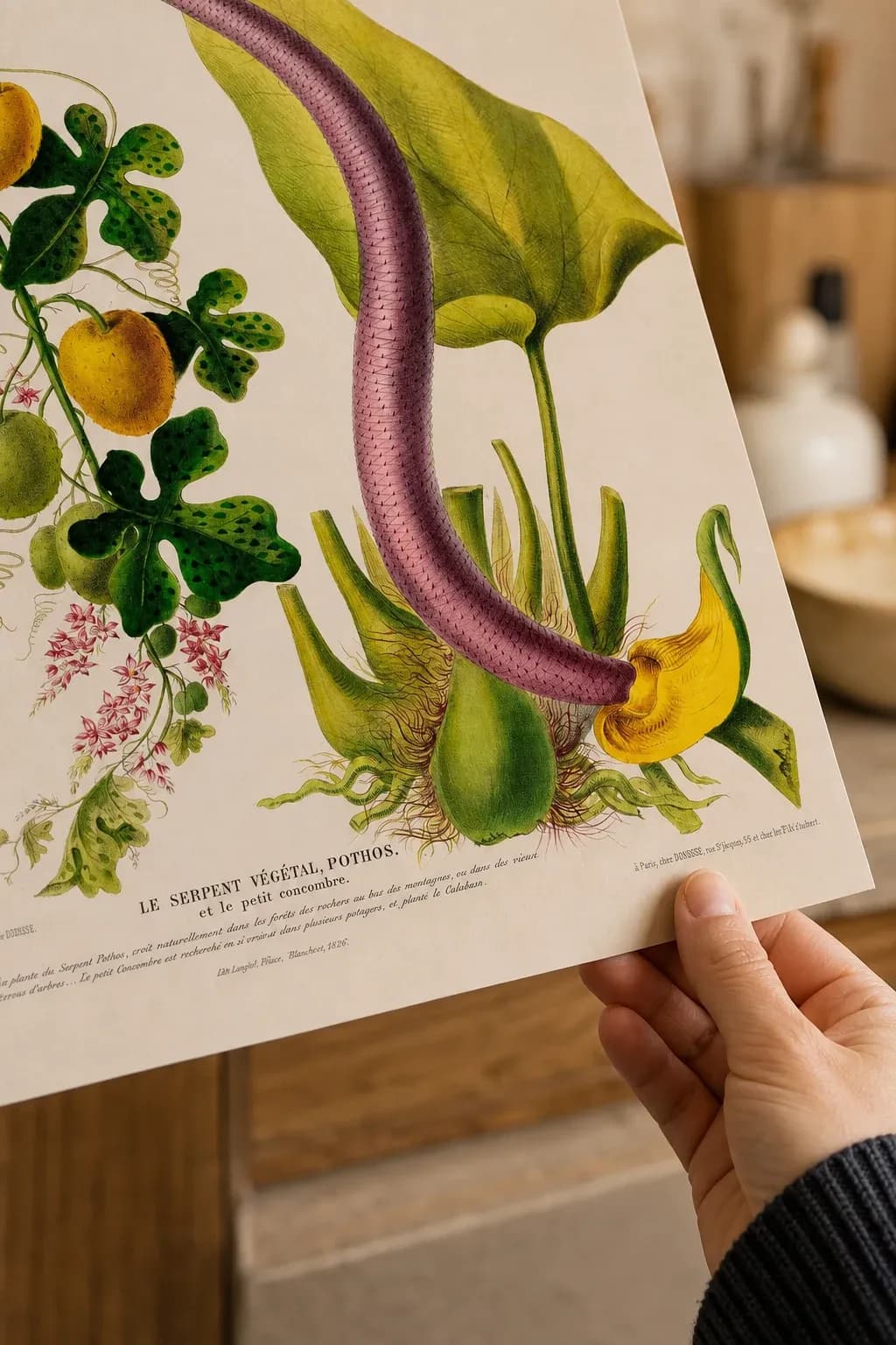 Cucumber — framed on a wall