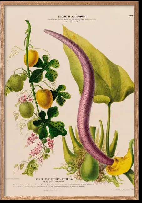 Cucumber