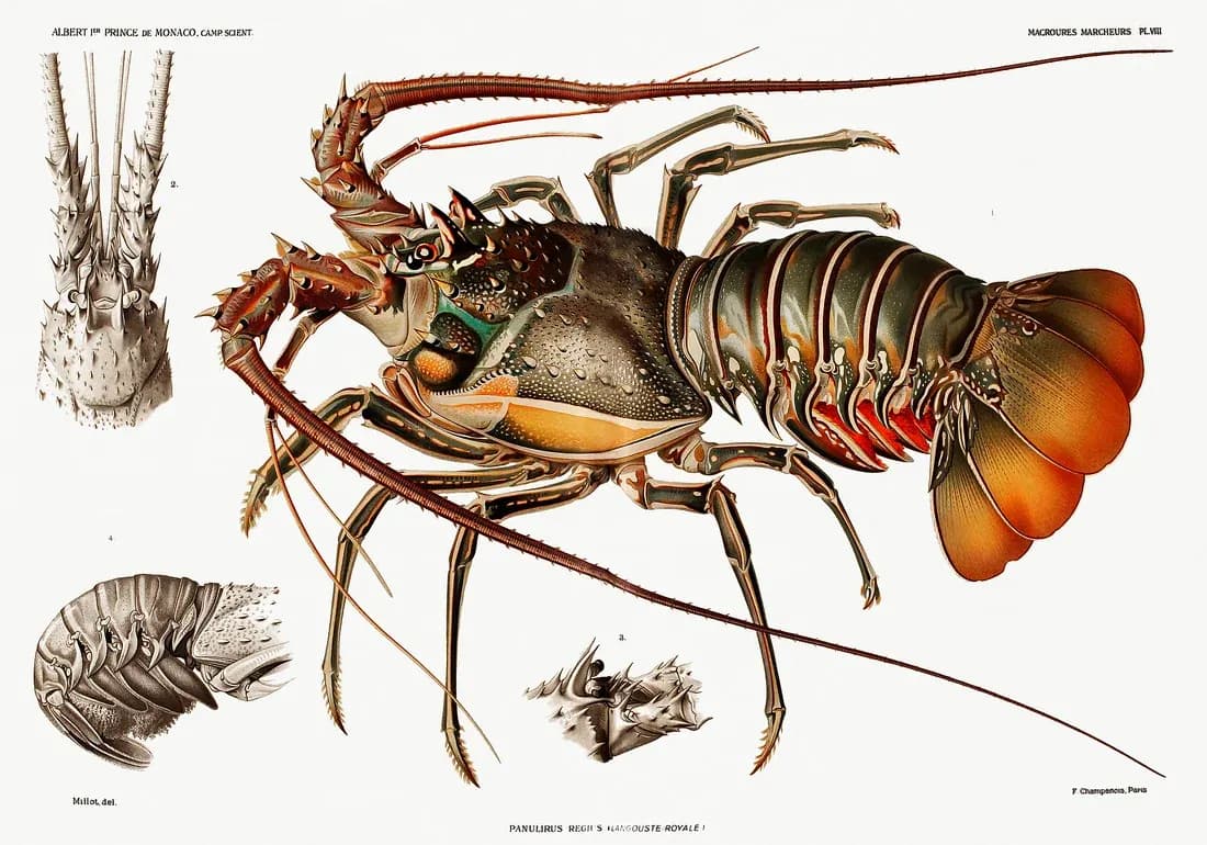 Langouste Royale