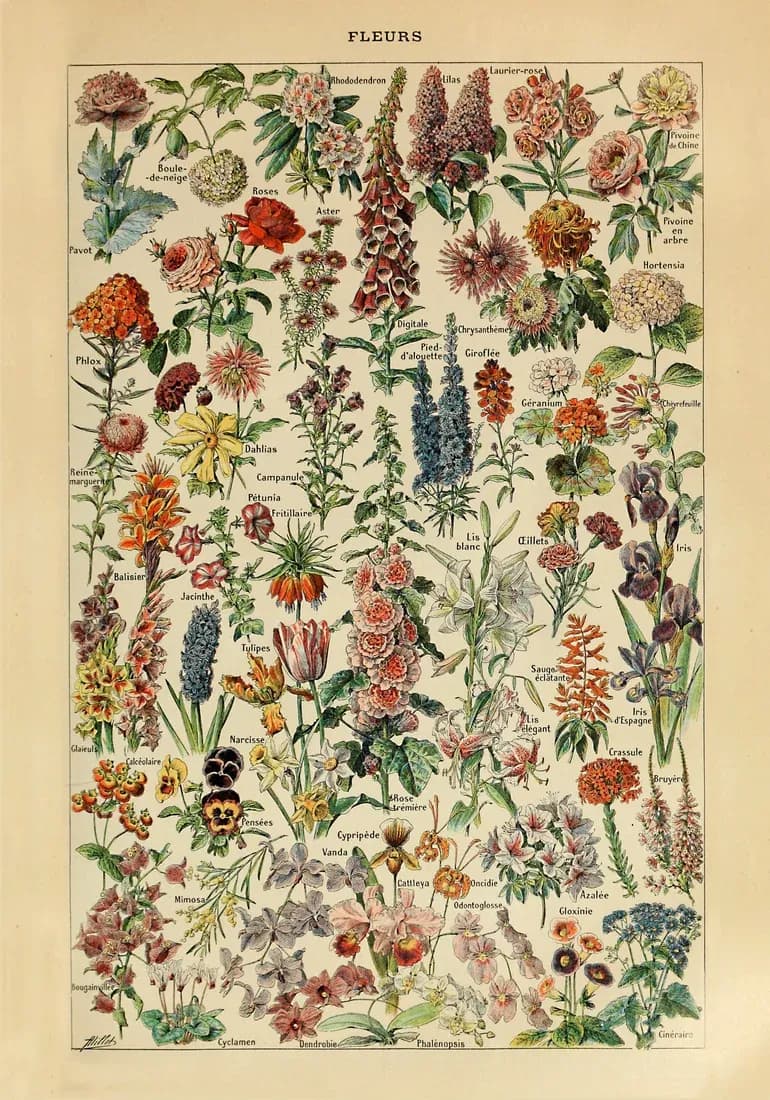 Fleurs – Adolphe Millot
