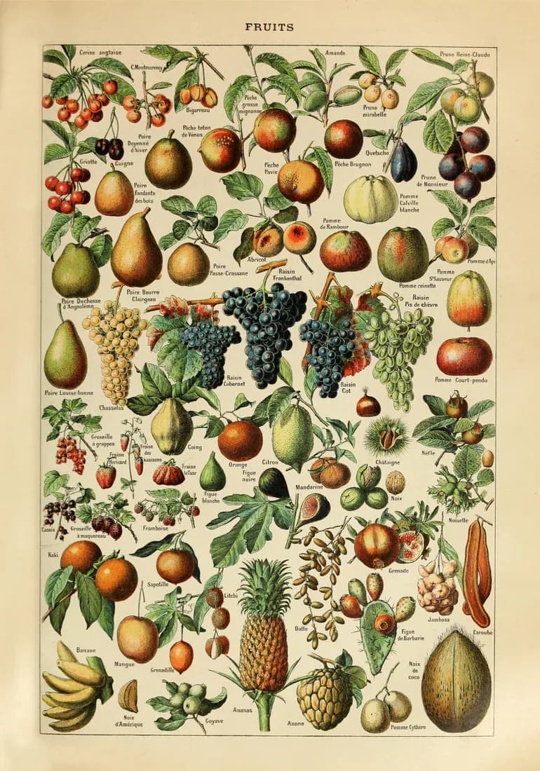 Fruits – Adolphe Millot
