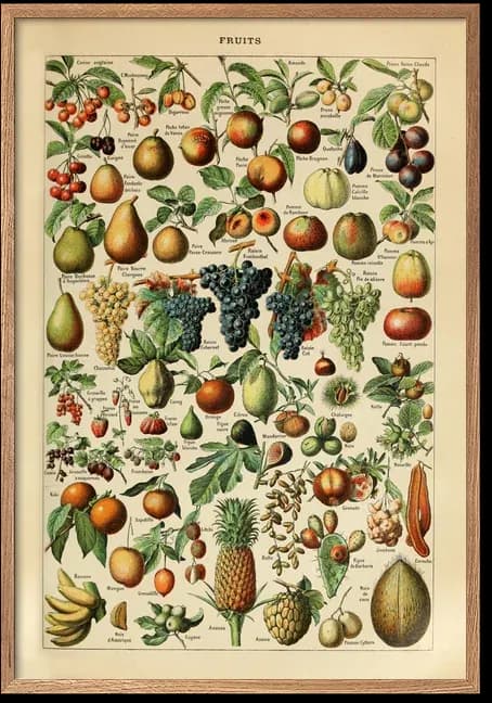 Fruits – Adolphe Millot