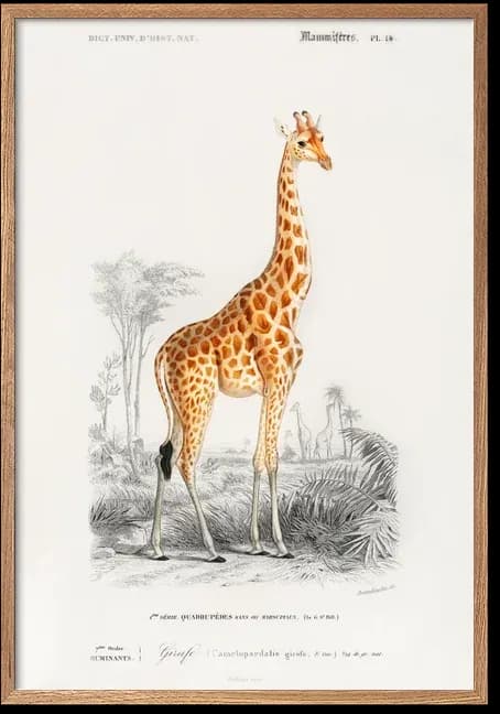 Giraffe