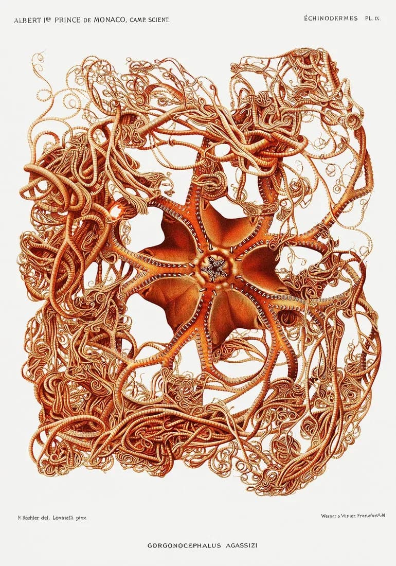 Gorgonocephalus