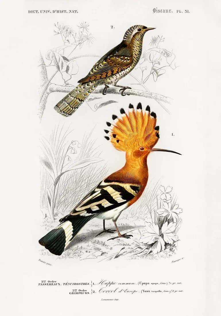 Hoopoe and Wryneck