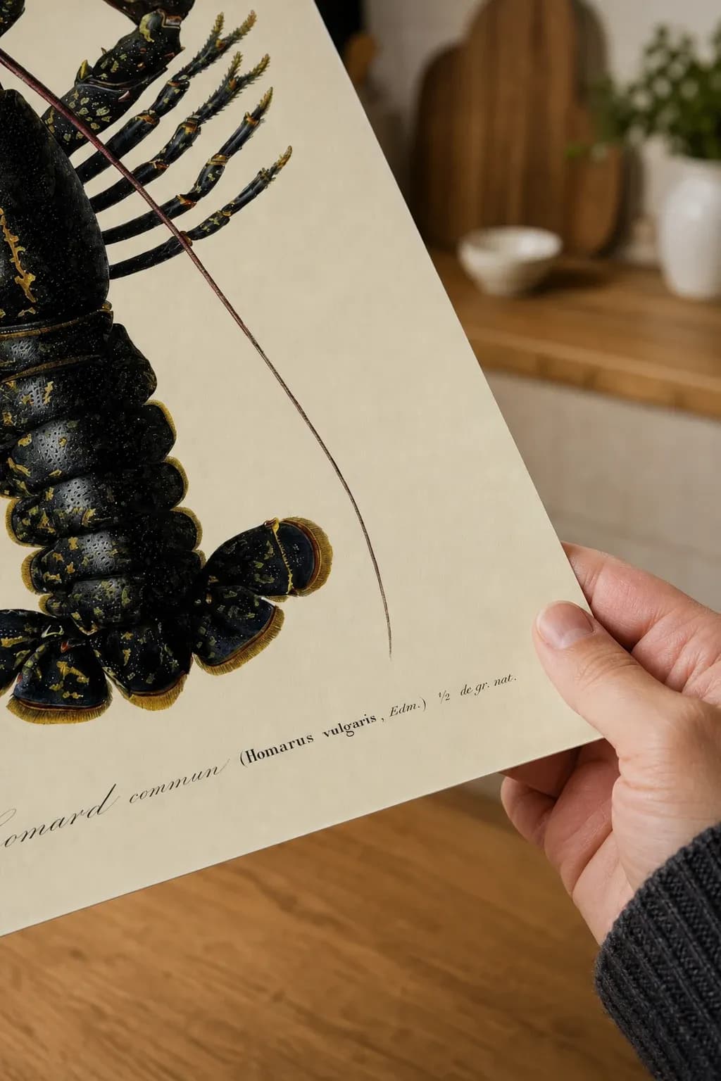 Homard Commun — framed on a wall