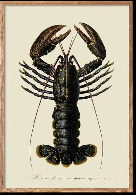 Homard Commun