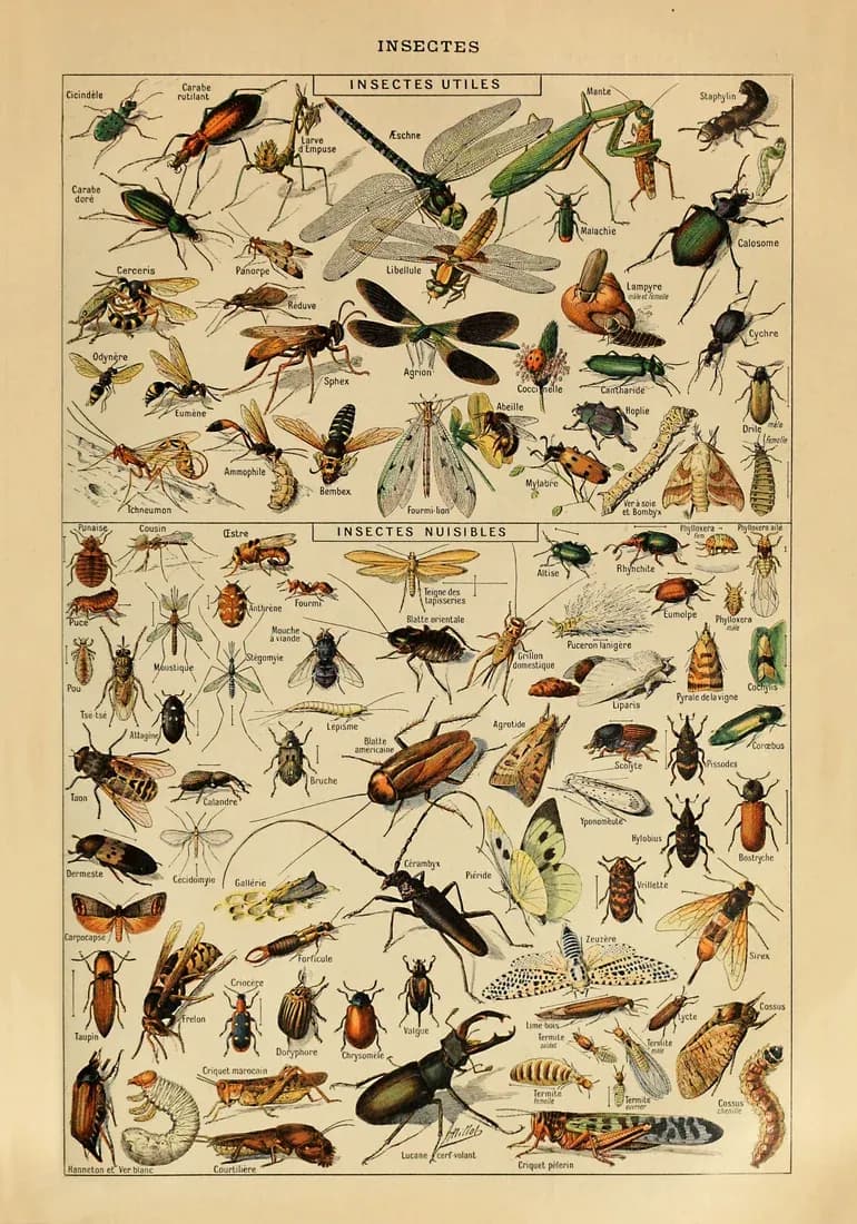 Insects – Adolphe Millot