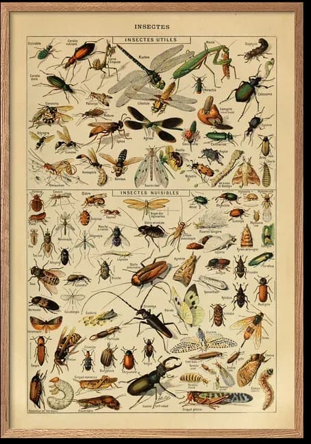 Insects – Adolphe Millot