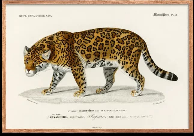 Jaguar