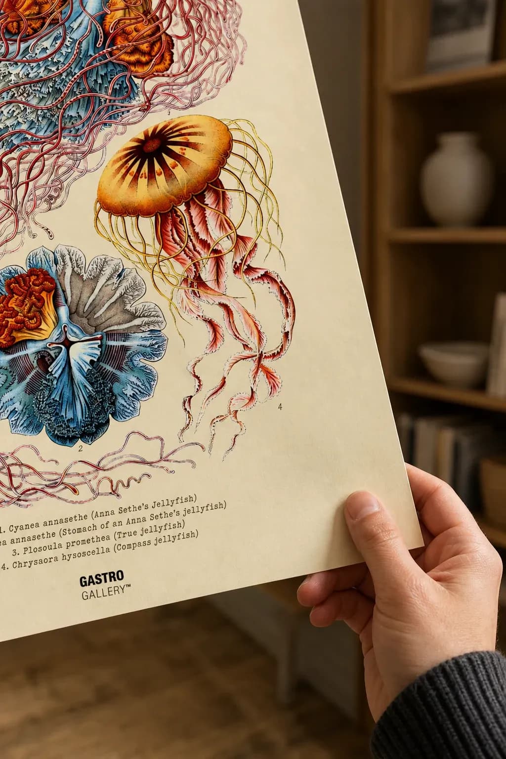 Jellyfish — framed on a wall