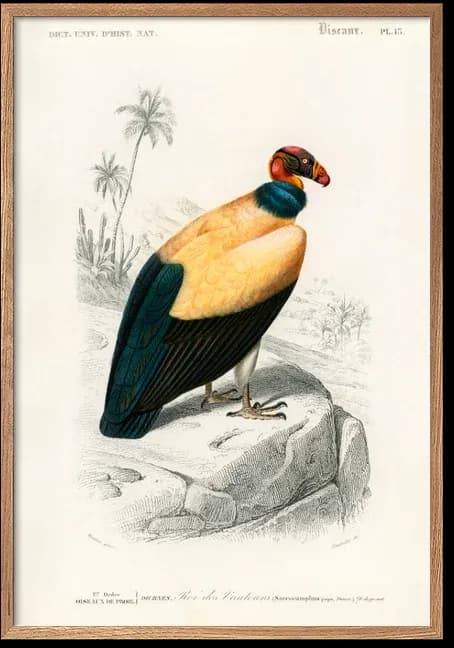 King Condor