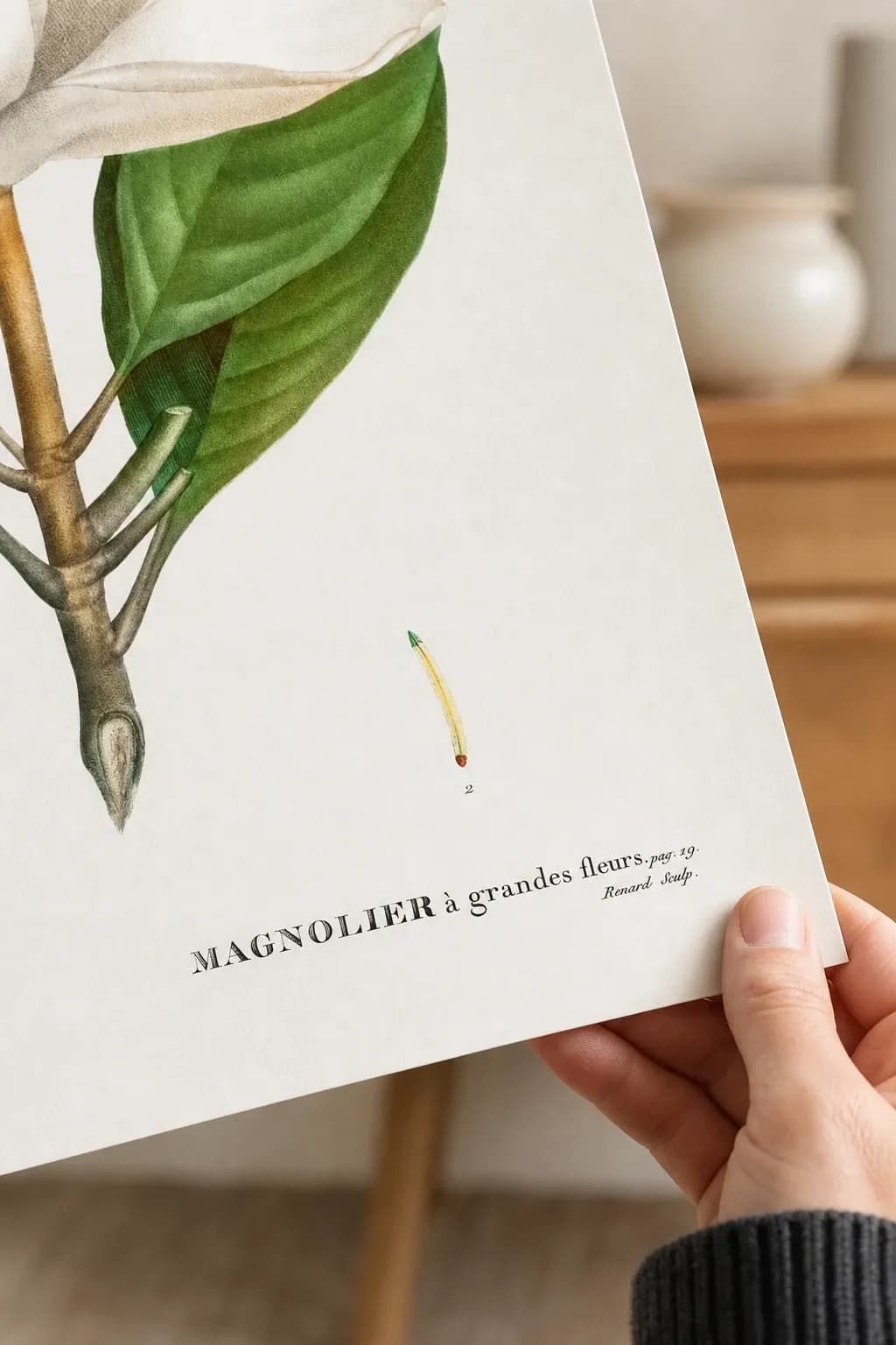 Magnolier — framed on a wall