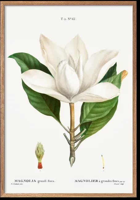 Magnolier