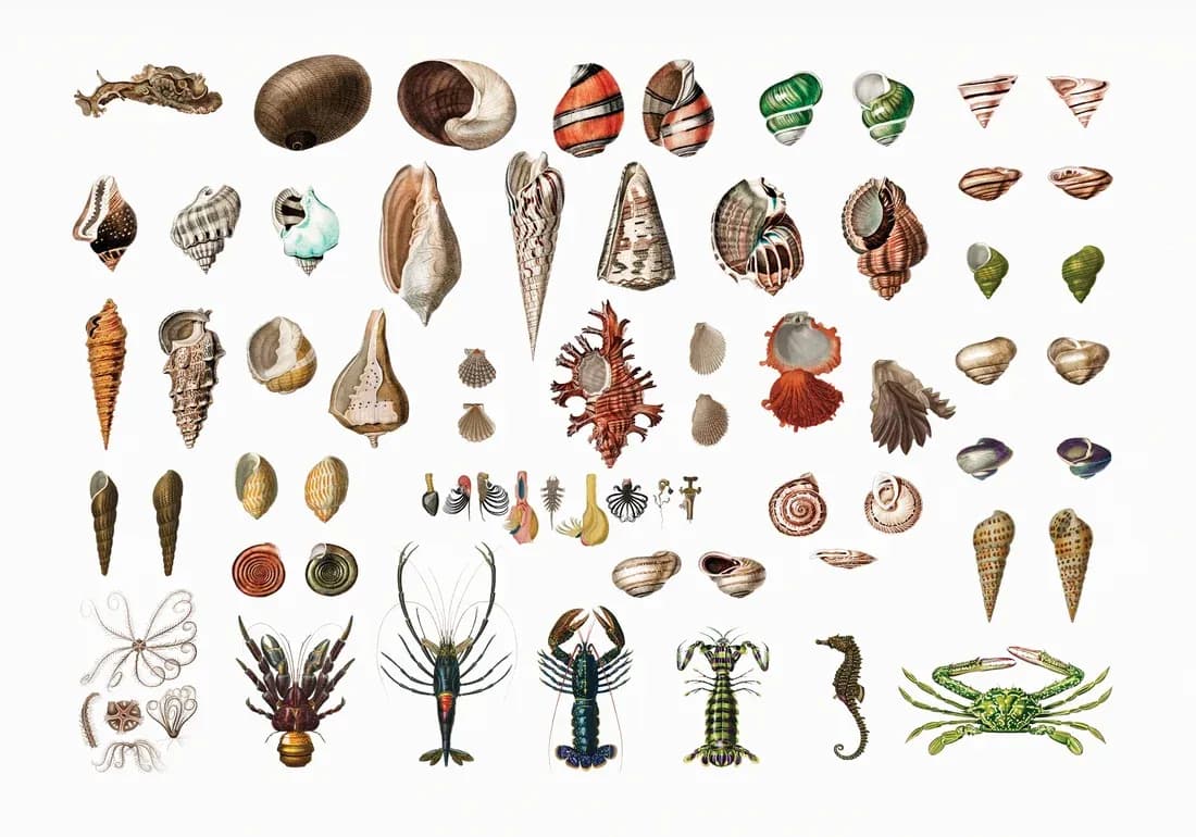 Shells and Sea Creatures