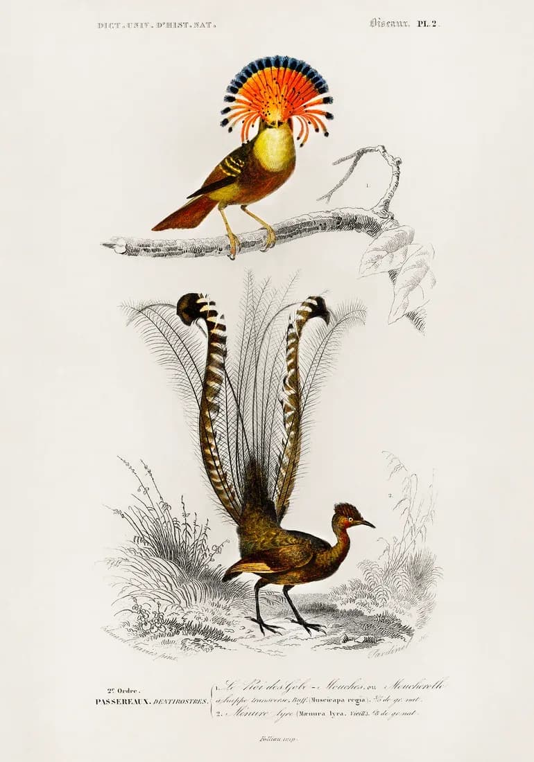 Muscicapa