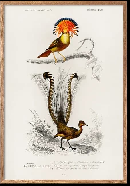 Muscicapa