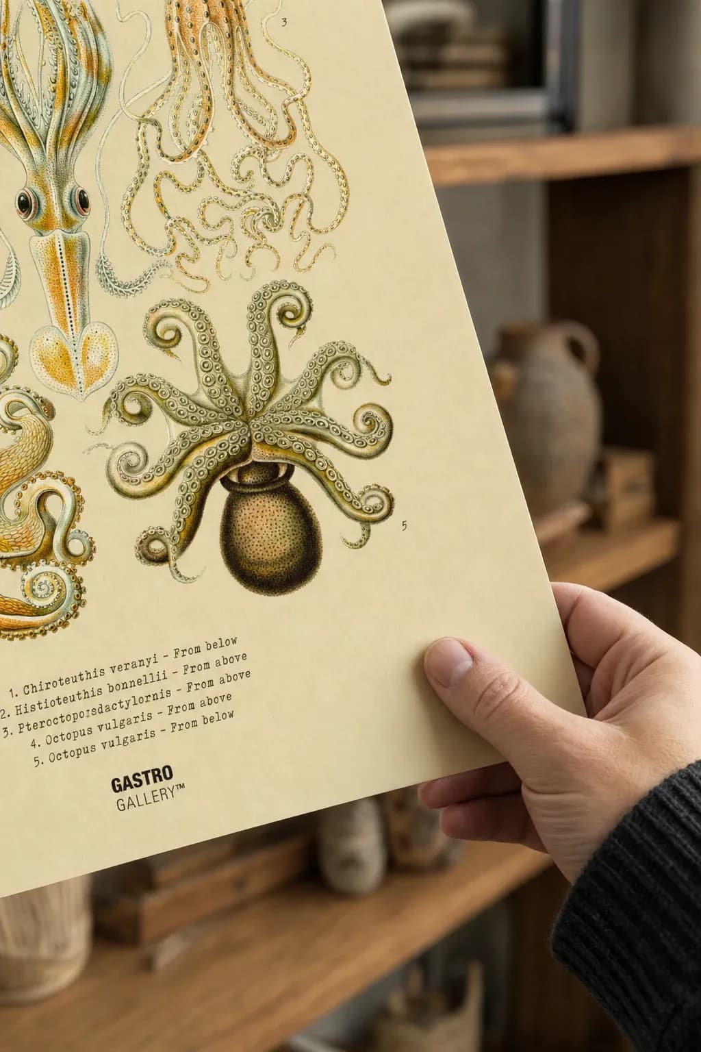 Octopuses — framed on a wall