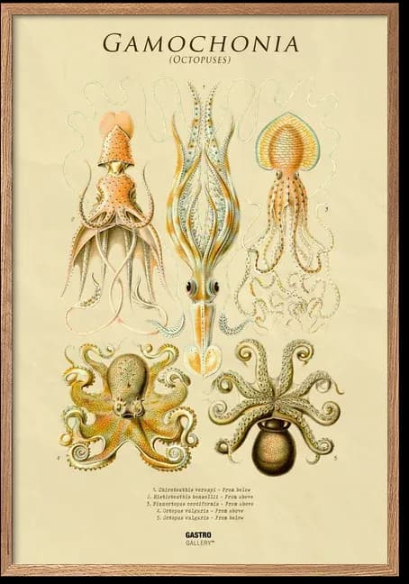 Octopuses