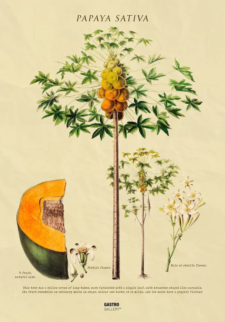 Papaya