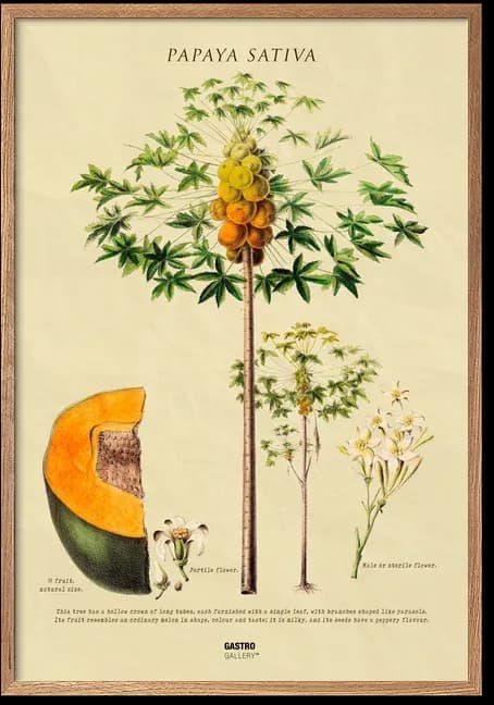 Papaya